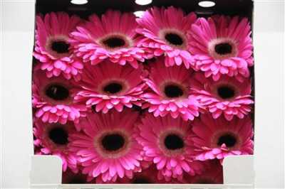 Gerbera Gr Diamond Cubanita