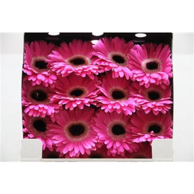 Gerbera Gr Diamond Cubanita