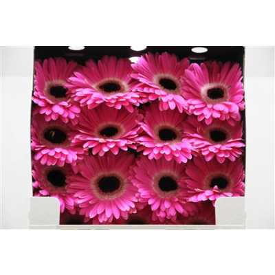 Gerbera Gr Diamond Cubanita