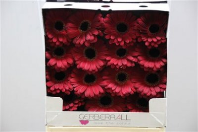 Gerbera Gr Diamond Dark Diamond