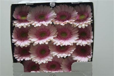 Gerbera Gr Diamond Davina
