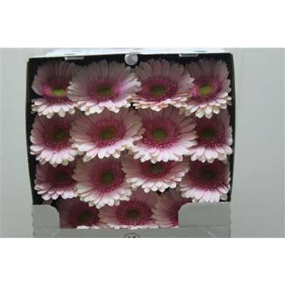 Gerbera Gr Diamond Davina