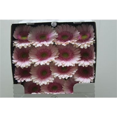 Gerbera Gr Diamond Davina