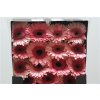Gerbera Gr Diamond Debut