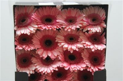 Gerbera Gr Diamond Debut