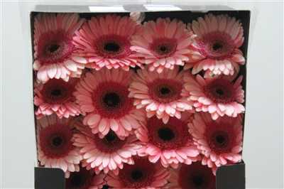 Gerbera Gr Diamond Debut