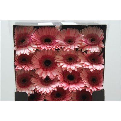 Gerbera Gr Diamond Debut