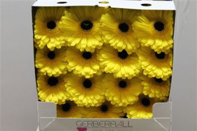 Gerbera Gr Diamond Don Leo