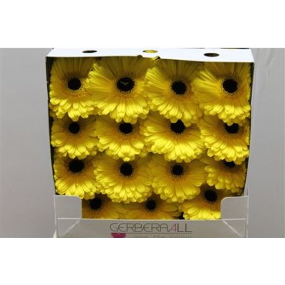 Gerbera Gr Diamond Don Leo