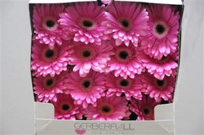 Gerbera Gr Diamond Dreamer
