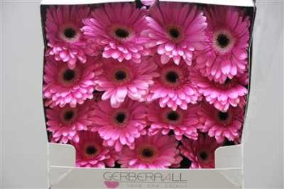 Gerbera Gr Diamond Dreamer