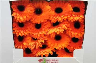 Gerbera Gr Diamond Dutch Pride
