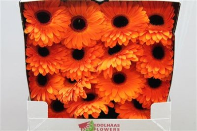 Gerbera Gr Diamond Dutch Pride