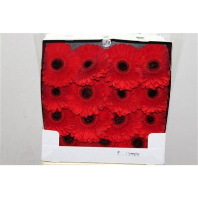 Gerbera Gr Diamond Dynamic
