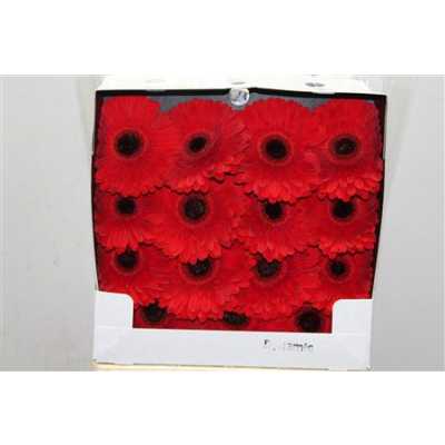 Gerbera Gr Diamond Dynamic