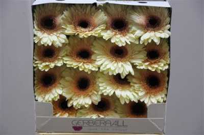 Gerbera Gr Diamond Eclair