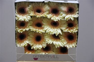 Gerbera Gr Diamond Eclair