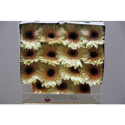 Gerbera Gr Diamond Eclair