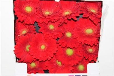 Gerbera Gr Diamond El Mundo