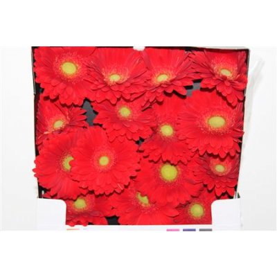 Gerbera Gr Diamond El Mundo