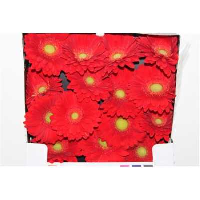 Gerbera Gr Diamond El Mundo
