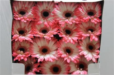 Gerbera Gr Diamond Electra
