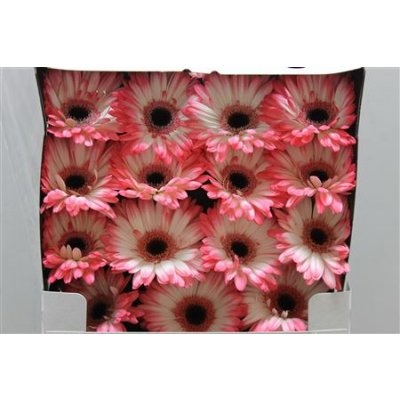 Gerbera Gr Diamond Electra