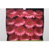 Gerbera Gr Diamond Enrique