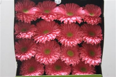 Gerbera Gr Diamond Enrique