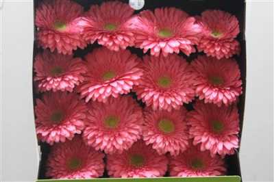 Gerbera Gr Diamond Enrique