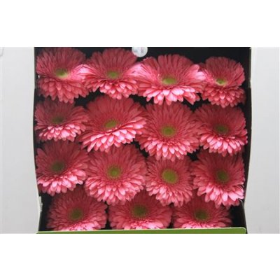 Gerbera Gr Diamond Enrique