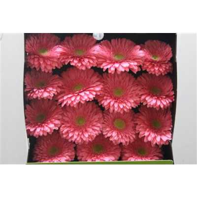 Gerbera Gr Diamond Enrique