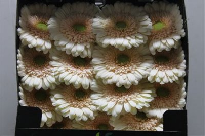 Gerbera Gr Diamond Estate
