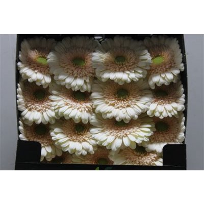 Gerbera Gr Diamond Estate