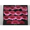 Gerbera Gr Diamond Evi