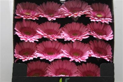Gerbera Gr Diamond Evi