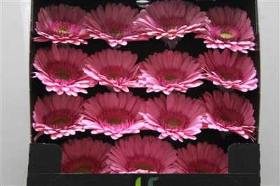 Gerbera Gr Diamond Evi