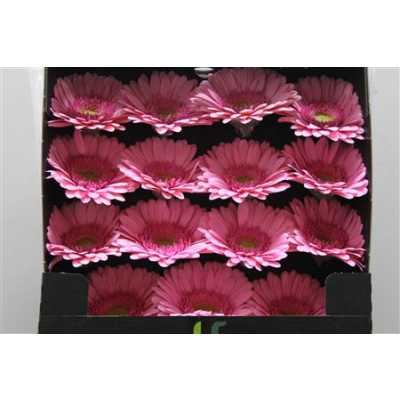 Gerbera Gr Diamond Evi