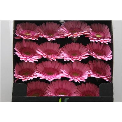 Gerbera Gr Diamond Evi