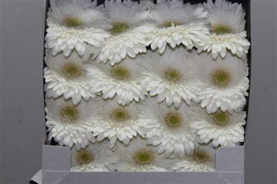 Gerbera Gr Diamond Fahrenheit