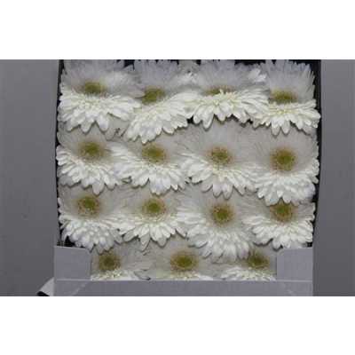 Gerbera Gr Diamond Fahrenheit