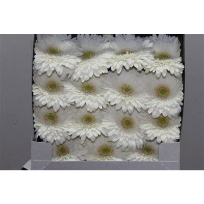 Gerbera Gr Diamond Fahrenheit