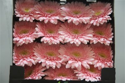 Gerbera Gr Diamond Fem