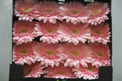 Gerbera Gr Diamond Fem