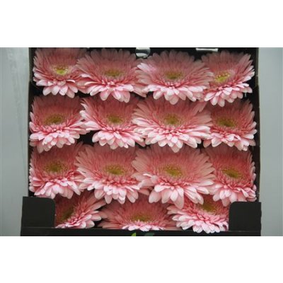 Gerbera Gr Diamond Fem