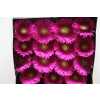 Gerbera Gr Diamond Flamenco