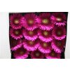 Gerbera Gr Diamond Flamenco