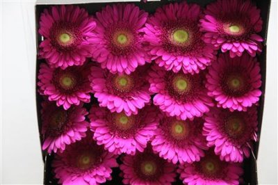 Gerbera Gr Diamond Flamenco