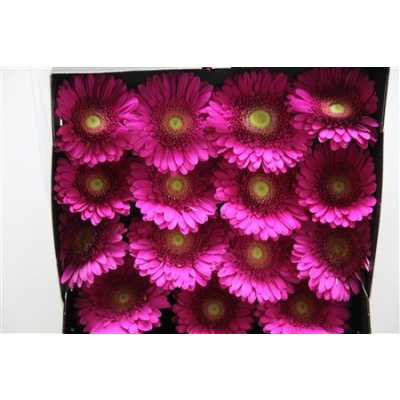 Gerbera Gr Diamond Flamenco