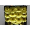 Gerbera Gr Diamond Full Moon